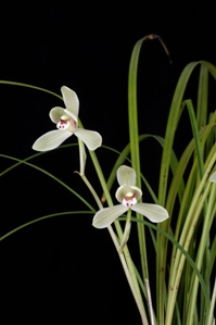 Cymbidium tortisepalum (hort. Plum Form) Dian Cang Mei AM/AOS 80 pts.